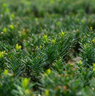 Becher-Eibe Hillii - Taxus media Hillii gnstig kaufen