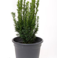 Becher-Eibe Hillii - Taxus media Hillii gnstig kaufen