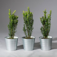 weihnachtsstern preise Groe Weihnachtssternblume (Poinsettia) kaufen