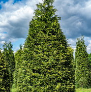 thuja im herbst düngen Thuja Dünger - Mineralischer NPK Flüssigdünger mit Stickstoff