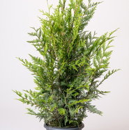Gelber Riesen-Lebensbaum Aurescens - Thuja plicata Aurescens gnstig kaufen