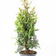 thuja 180 Buy Excelsa Arborvitae Privacy Trees Online