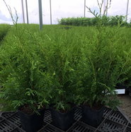 Lebensbaum - Thuja occidentalis gnstig kaufen