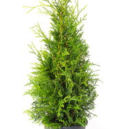 Lebensbaum Brabant - Thuja occidentalis Brabant gnstig kaufen