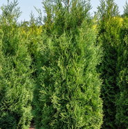 Sulen-Lebensbaum Columna - Thuja occidentalis Columna gnstig kaufen