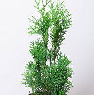 eierschalen dünger zimmerpflanzen Zimmerpflanzen Dünger 0,5l – Foliage Dreams main image 0