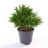 Zwergiger Kugel-Lebensbaum - Thuja occidentalis Danica gnstig kaufen