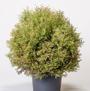 zimmerpflanzen mit stamm Ficus Lyrata auf Stamm | 130cm