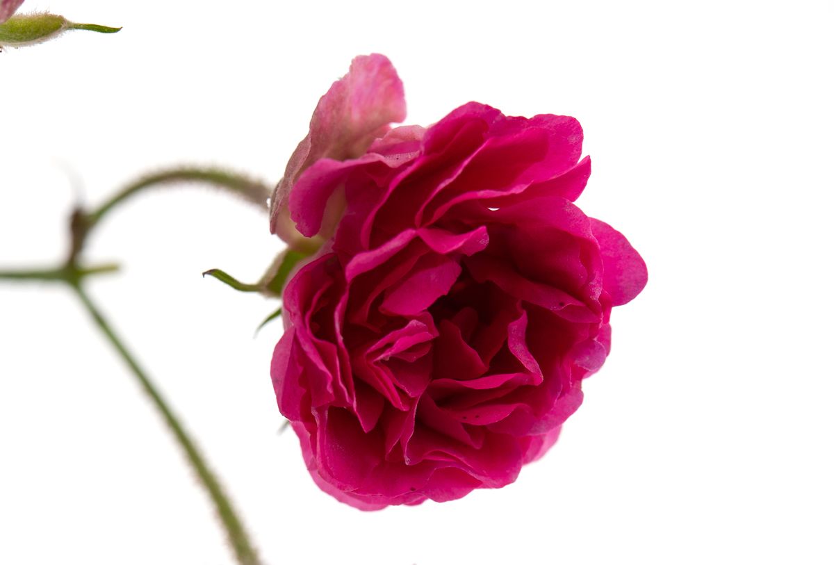 Kletterrose Crimson Rambler Rosa Crimson Rambler günstig kaufen