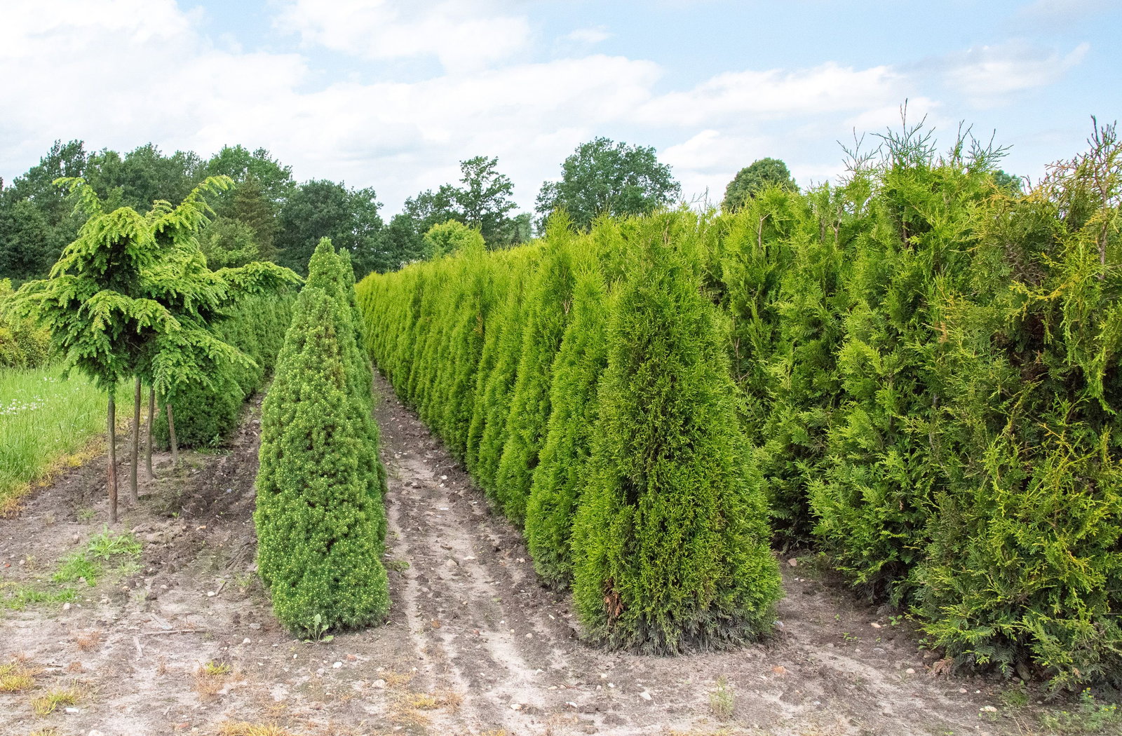 Lebensbaum Holmstrup - Thuja occidentalis Holmstrup gnstig kaufen