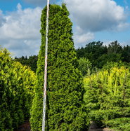 grüne zimmerpflanze mit herzförmigen blättern Herzblatt Philodendron Scandens Zimmerpflanze Ø27cm 150cm kaufen main image 0
