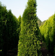 thuja öl wirkung Thujaöl bio – Oshadhi main image 0