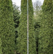 Thuja occidentalis Smaragd | Lebensbaum Smaragd | jetzt gnstig online  kaufen!