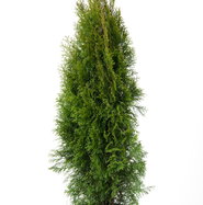 Thuja occidentalis Smaragd | Lebensbaum Smaragd | jetzt gnstig online  kaufen!