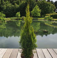Thuja occidentalis Smaragd | Lebensbaum Smaragd | jetzt gnstig online  kaufen!