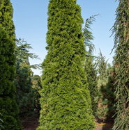 künstliche thuja zweige Kunstpflanze Tuya-Hecke main image 0