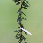 Immergrne Geischlinge Copper Beauty - Lonicera henryi Copper Beauty  gnstig kaufen