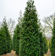 Riesenlebensbaum Excelsa - Thuja plicata Excelsa gnstig kaufen