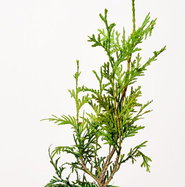 welche erde ist gut für zimmerpflanzen Premium Zimmerpflanzen Erde 10l – Foliage Dreams main image 0