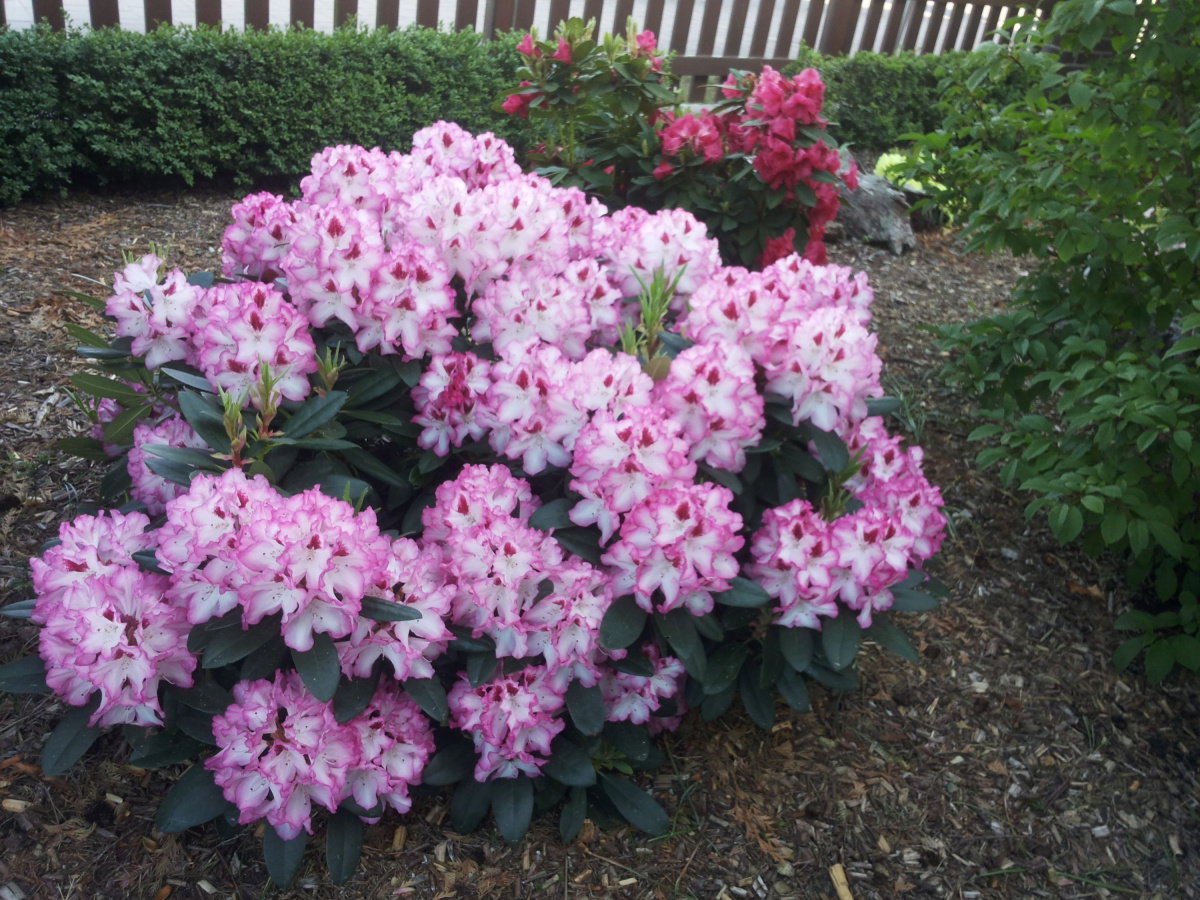 Rhododendron Hachmanns Charmant  - Rhododendron Hachmanns Charmant   gnstig kaufen