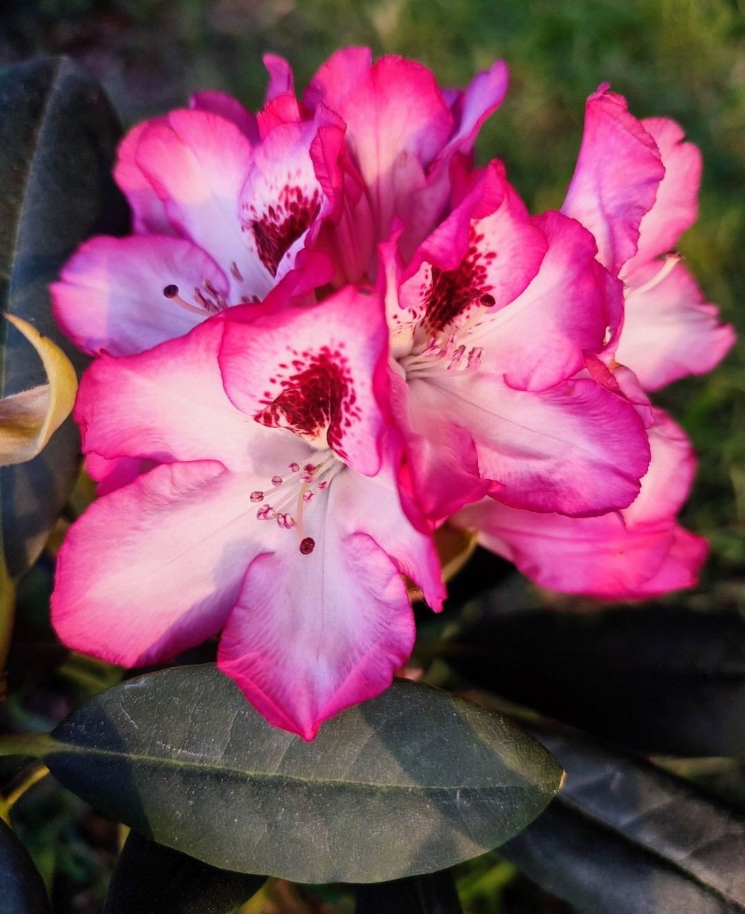 Rhododendron Hachmanns Charmant  - Rhododendron Hachmanns Charmant   gnstig kaufen
