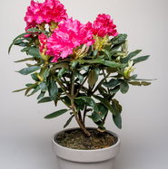 rhododendron star style pink Rhododendron Scintillation