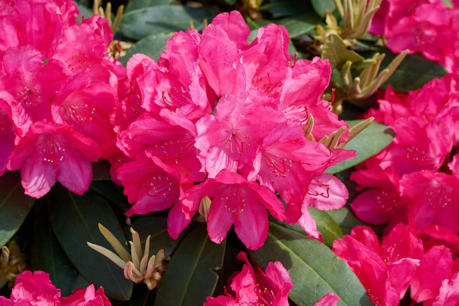 Rhododendron Astrid - Rhododendron yakushimanum Astrid gnstig kaufen