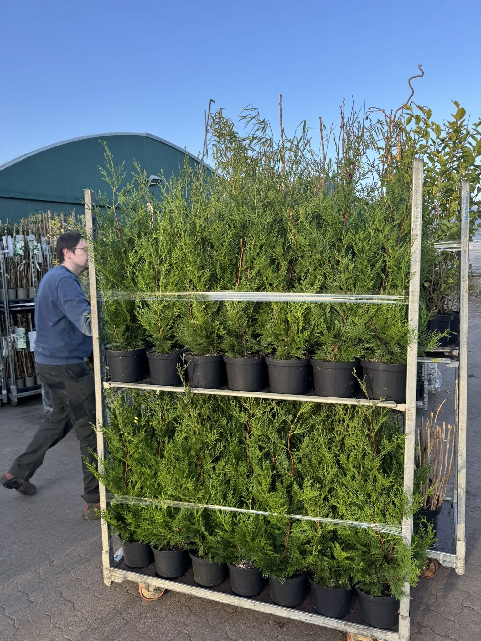 Pflanzen kaufen PFLANZMICH Garten