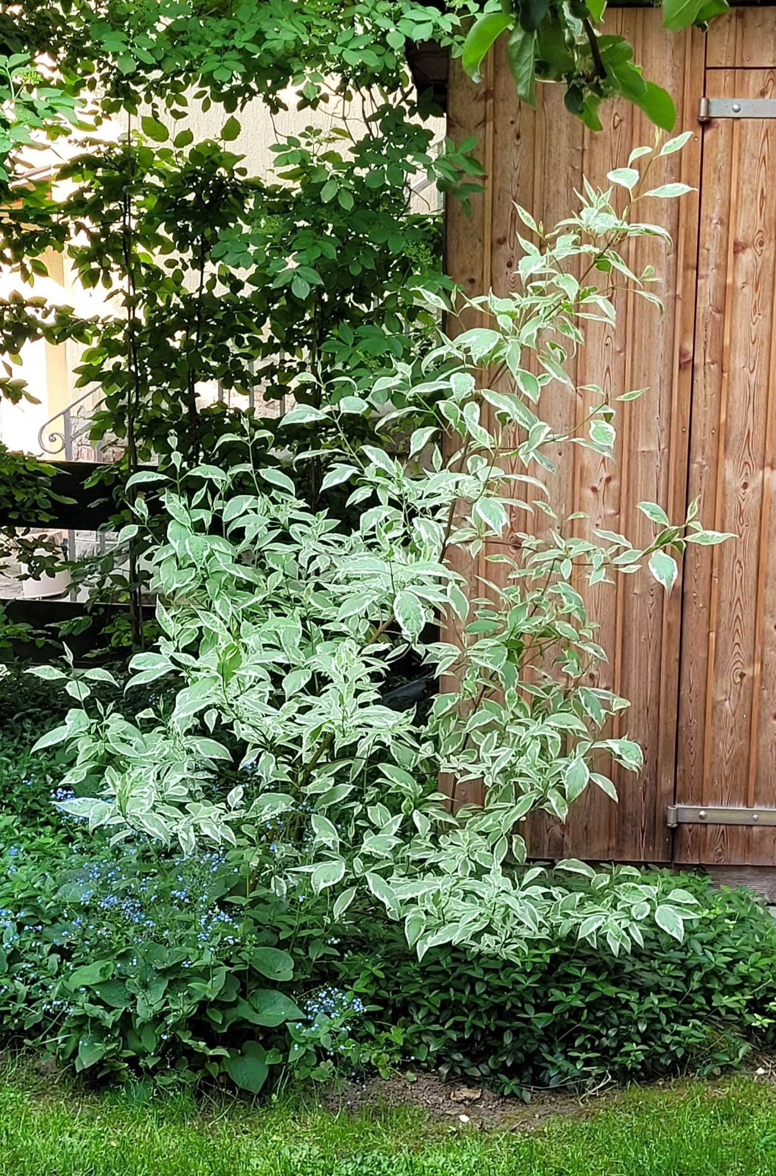 Weissbunter Giersch - Aegopodium podagaria Variegatum gnstig kaufen