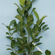 philodendron velvet leaf Philodendron micans main image 0