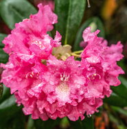 Rhododendron Helgoland - Rhododendron yakushimanum Helgoland gnstig kaufen