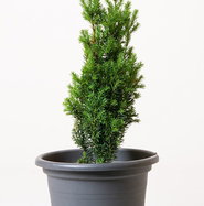 Spalier-Eibe Straight Hedge - Taxus media Straight Hedge gnstig kaufen