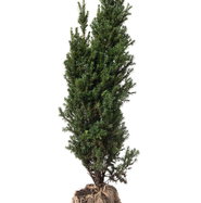 Spalier-Eibe Straight Hedge - Taxus media Straight Hedge gnstig kaufen