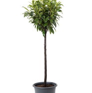 Kaukasischer Kirschlorbeer - Prunus laurocerasus Caucasica gnstig kaufen