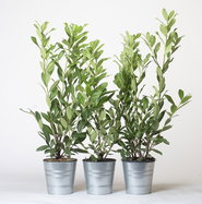 Kaukasischer Kirschlorbeer - Prunus laurocerasus Caucasica gnstig kaufen