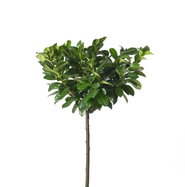 Kaukasischer Kirschlorbeer - Prunus laurocerasus Caucasica gnstig kaufen