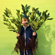Kaukasischer Kirschlorbeer - Prunus laurocerasus Caucasica gnstig kaufen
