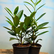 monstera thai toom Monstera Thai Constellation (L Size)
