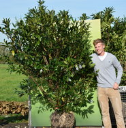 Kaukasischer Kirschlorbeer - Prunus laurocerasus Caucasica gnstig kaufen
