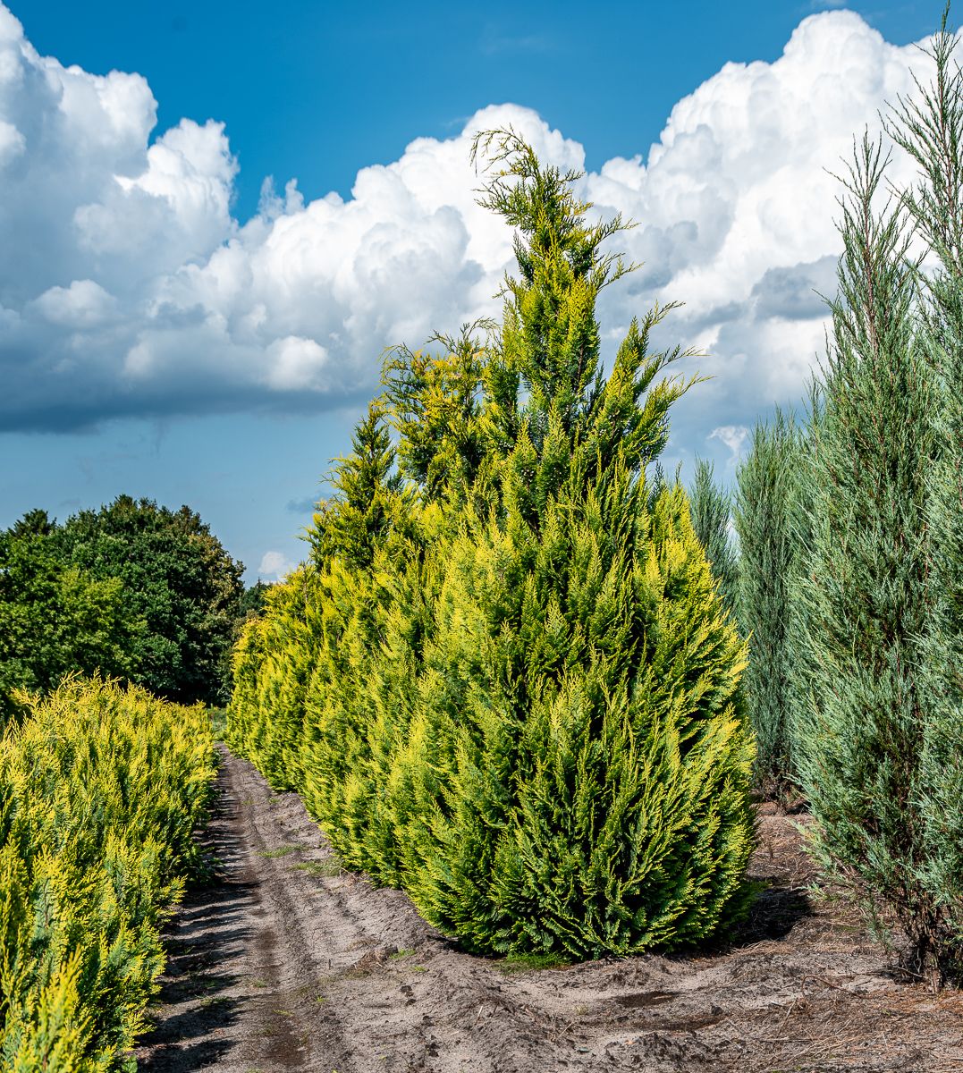 Blaue SäulenScheinzypresse Chamaecyparis lawsoniana Column. Glauca günstig kaufen