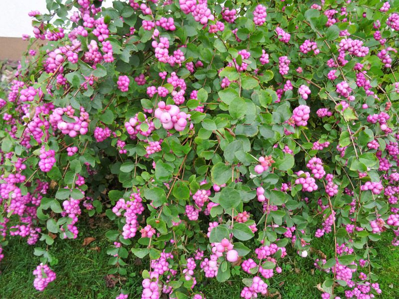 Symphorine 'White Hedge' En Pot - Arbuste à Baies Blanches Caduc 50-60 Cm