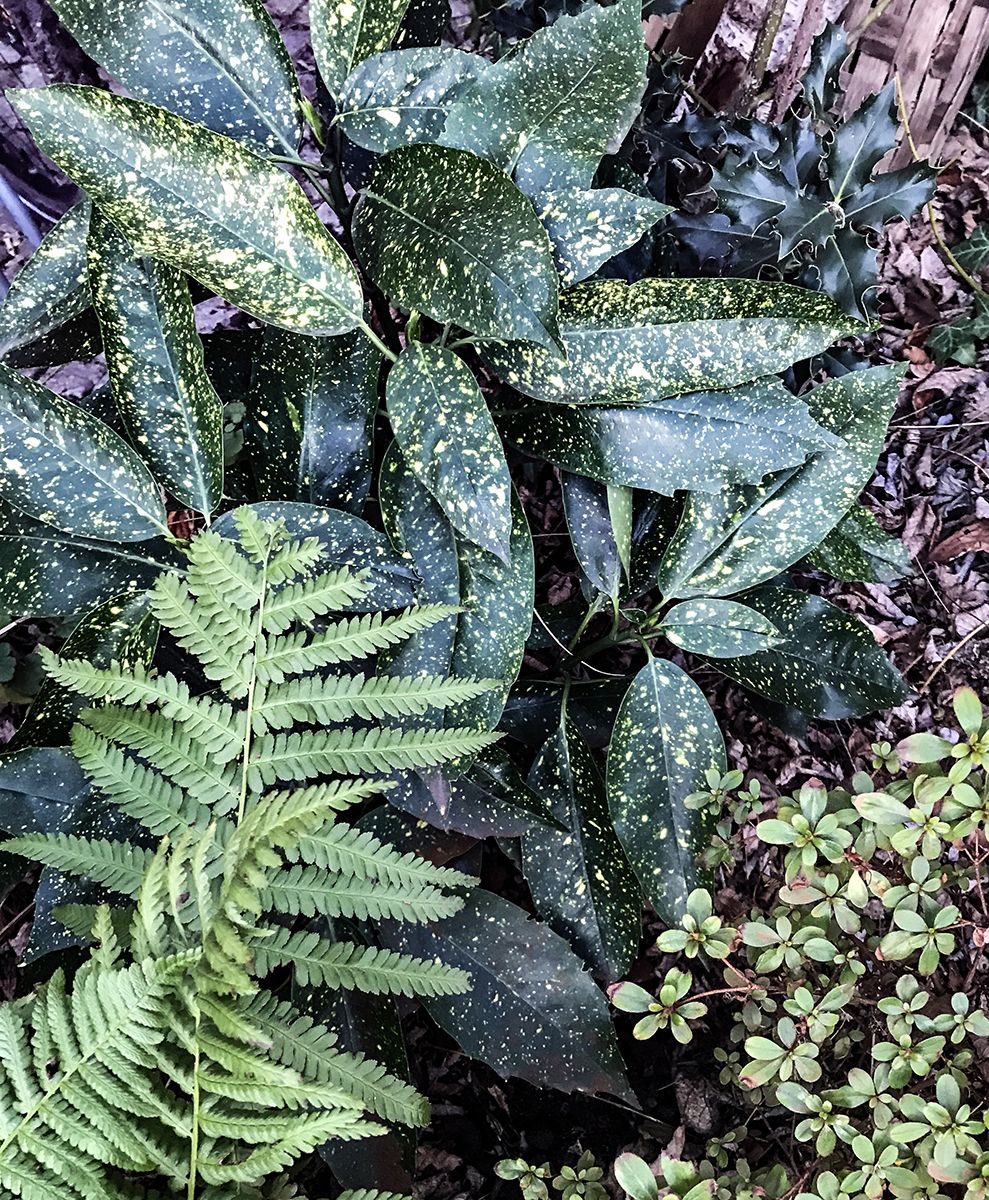 Japanische Aucube Variegata - Aucuba japonica Variegata gnstig kaufen