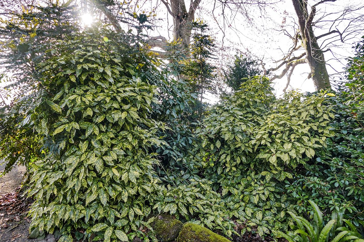 knstlicher tannenbaum knstlicher Weihnachtsbaum  Bloombox Club DE
