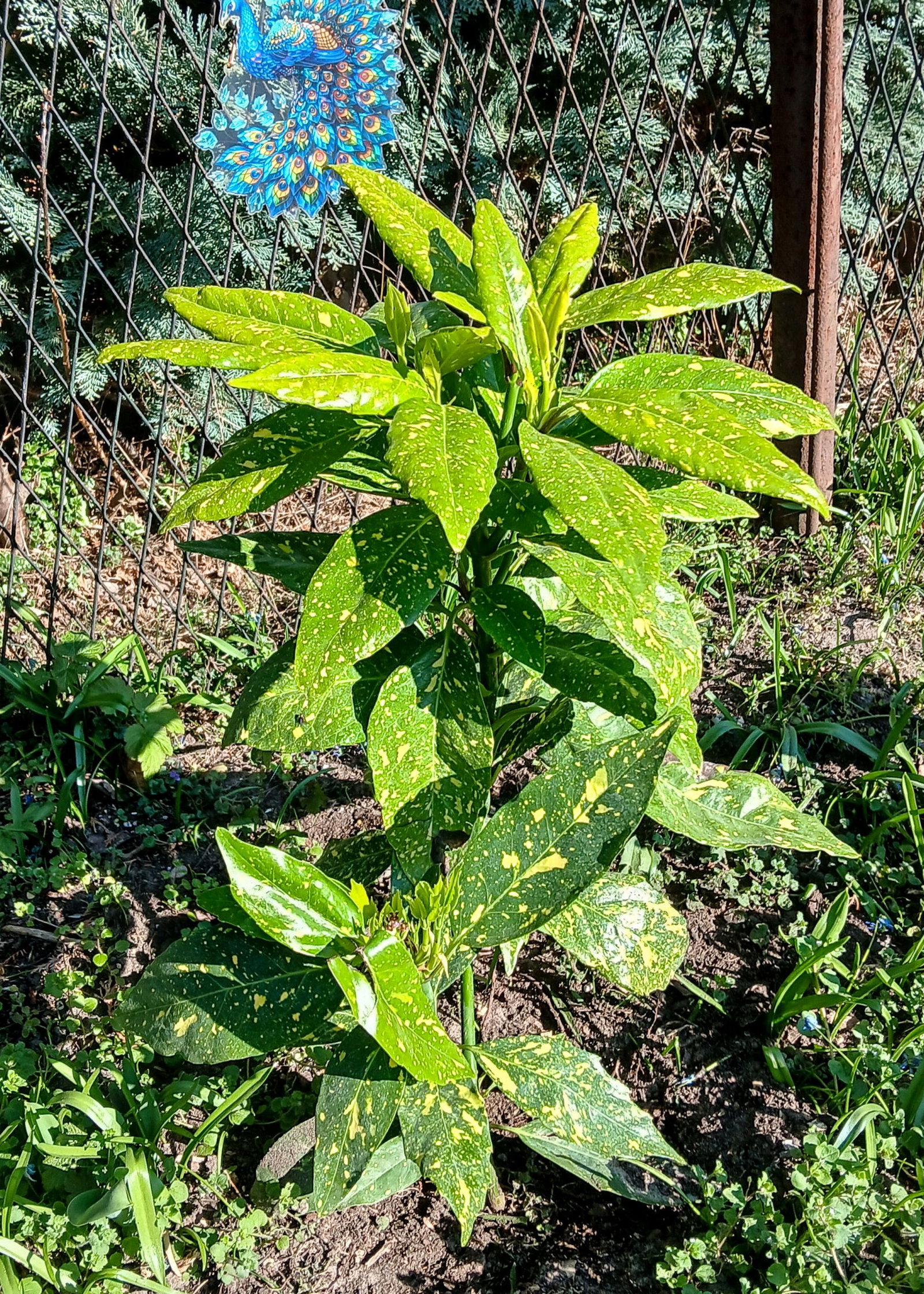 Japanische Aucube Variegata - Aucuba japonica Variegata gnstig kaufen