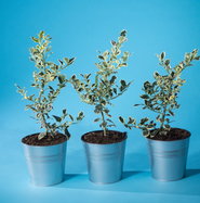 Weibunte Stechpalme Argentea Marginata - Ilex aquifolium Argentea Marginata  gnstig kaufen