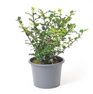 Stechpalme Blue Princess - Ilex meserveae Blue Princess, weiblich gnstig  kaufen