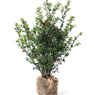Stechpalme Blue Princess - Ilex meserveae Blue Princess, weiblich gnstig  kaufen