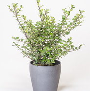 thuja smaragd 220 cm Thuja Smaragd  Moss Growers Direct