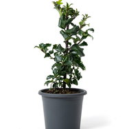 thuja arborvitae Green Giant Arborvitae Tree main image 1