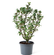 buntnessel zimmerpflanze kaufen Buntnessel 'Henna' - Coleus Henna